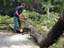 Best Tree Preservation Services  in Flemingsburg, KY