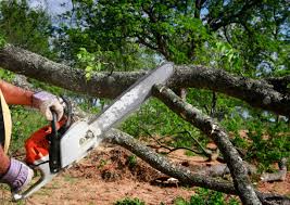 Best Palm Tree Trimming  in Flemingsburg, KY