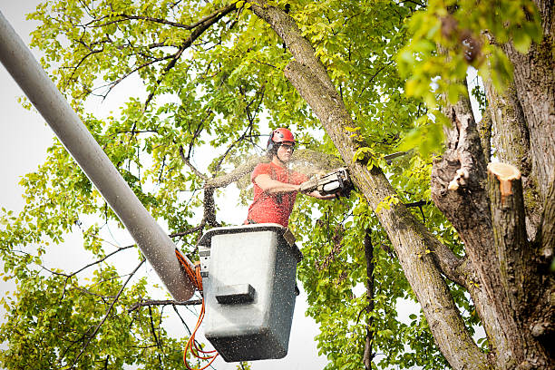 Seasonal Cleanup (Spring/Fall) in Flemingsburg, KY