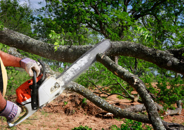 Reliable Flemingsburg, KY  Tree Services Solutions